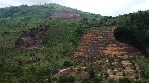 Recently burned out forest. Deforestation causes the heating of Earth and changes climate. Forests l