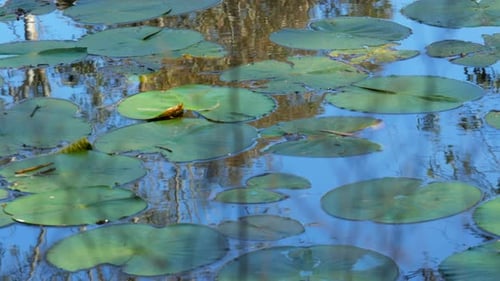 Waterlily’s on the Barwon River Geelong. Tranquil scene with still reflective water and small relaxi