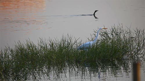 Flacher See
