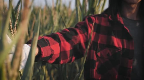 A Woman Farmer Walks Through a Green Cornfield. Farming and Agro Business Concept