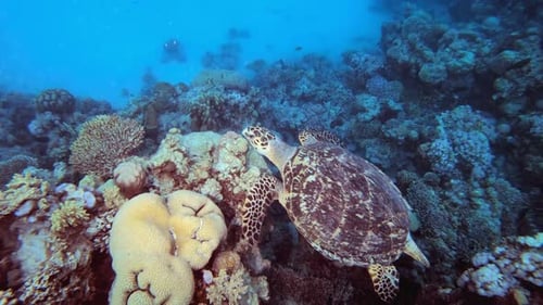 Underwater Sea Turtle Reef