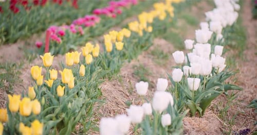 Blooming Tulips on Agriculture Field