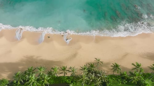 Aerial View of Tropical Beach with Palm Trees