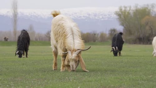 Goat Grazing in the Green Field