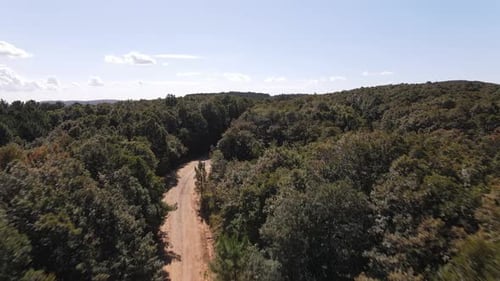Vue aérienne de la nature de la forêt