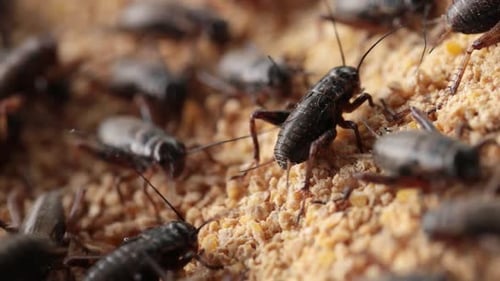 Macro Footage of Crickets Eating Their Food That Farmer Feed Them