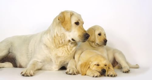 Gelber Labrador Retriever, Hündin und Welpen auf weißem Hintergrund, Schlafend, Normandie, Zeitlupe 4K