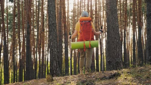 Back View of Woman Traveler with Backpack and Trekking Poles in Forest