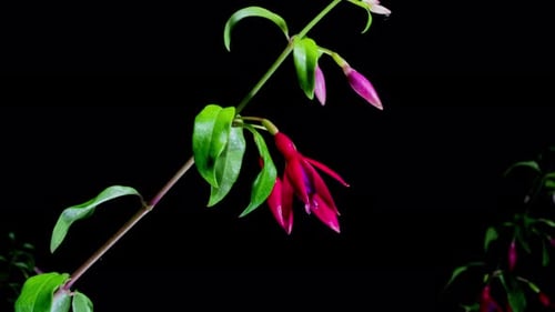 Beautiful pink and purple fuchsia flowers