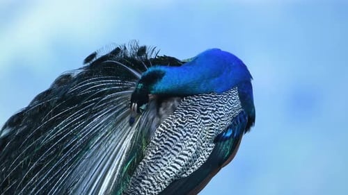 Peacock in Sri Lanka