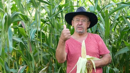 Farmer inspecting corn cob at his field