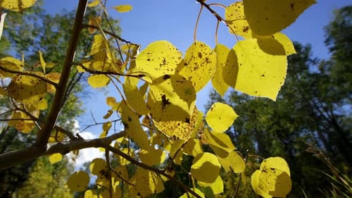 Ziehen Sie im Herbst in Zeitlupe durch Aspenblätter