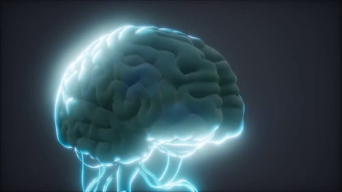 Modelo animado del cerebro humano