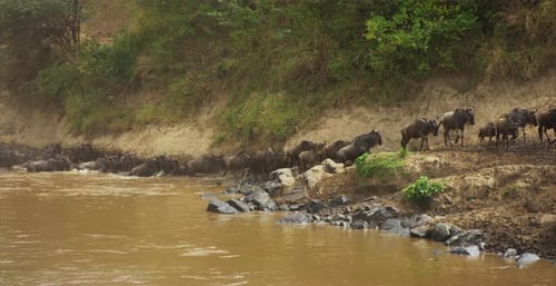 Gnus herd coming out of water