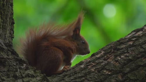 Squirrel Resting Peacefully on a Tree Branch