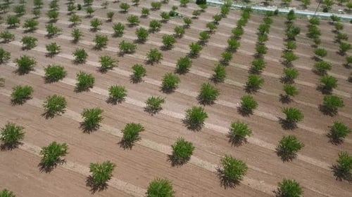 Aerial View Of Rows Of Trees