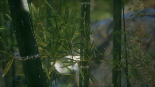 Green Bamboo Trees Forest Background