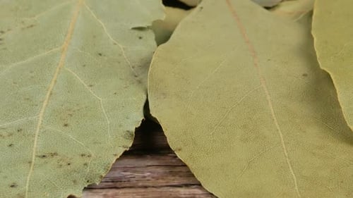 Dried bay leaves texture