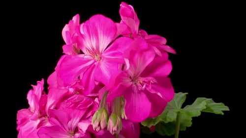 Pink Flowers Blooming Against a Black Background