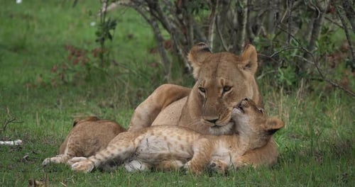 African Lion, panthera leo, Mother licking its Cub, Masai Mara Park in Kenya, Real Time 4K