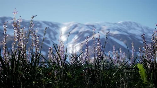 Lavender Field with Blue Sky and Mountain Cover with Snow