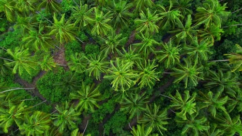 4K Aerial view drone fly over coconut trees and yellow treetops. Cinematic drone shot.