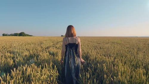 Woman Walking on a Field of Golden Wheat at Sunset with Her Back To the Camera.