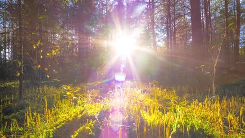 Grúa forestal Suns1