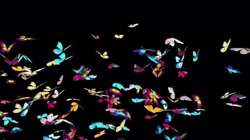 Colorful Animated Butterflies Flying Transition Overlay