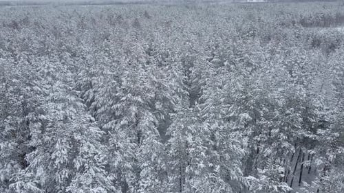Aerial View of Winter Forest with Snow Covered Trees