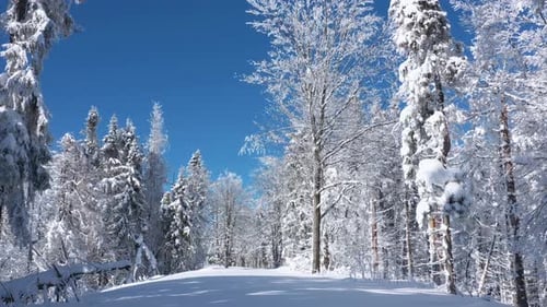 Flying Along the Path in Fabulous Winter Forest