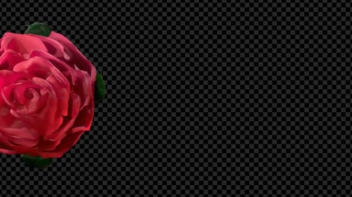 Elegant Blooming Red Rose Animation with Alpha Channel