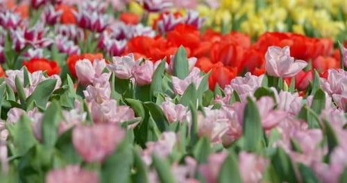 Tulips flowers spring bloom in the garden