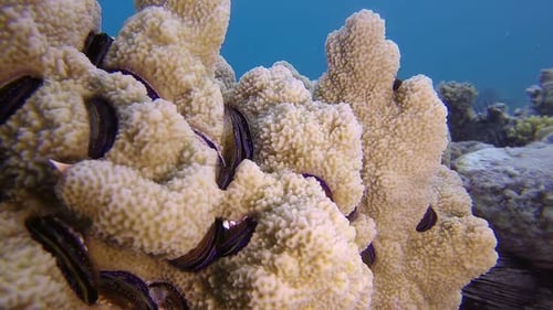 Colorful Coral Clam
