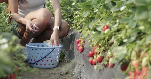 Woman picking strawberry field