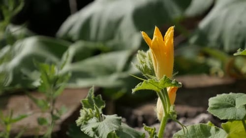 Kürbis-Kürbis-Pflanze Slow-Mo 1080p FullHD-Aufnahmen - Gelbe Blume von Cucurbita pepo slow moti