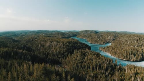 Floresta de pinheiros e lago