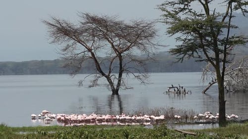 Lesser Flamingos - Lake Nakuru National Park