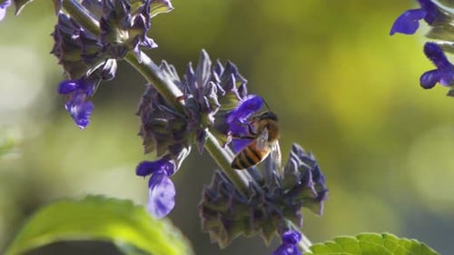 Bee Pollinating Purple Flowers in Sunny Garden