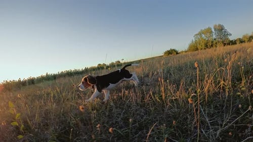 Energetic Beagle Puppy Running Through Grassy Field