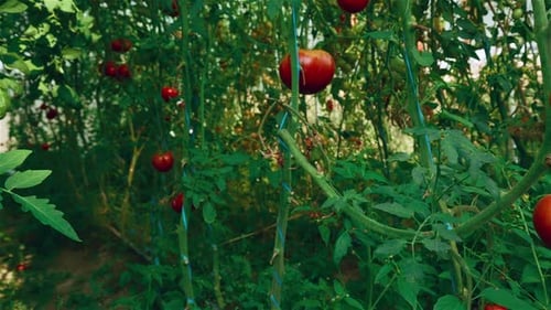 Ripe Red Tomatoes Growing in a Lush Greenhouse