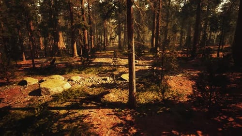 Loop Giant Sequoia Trees at Summertime in Sequoia National Park California