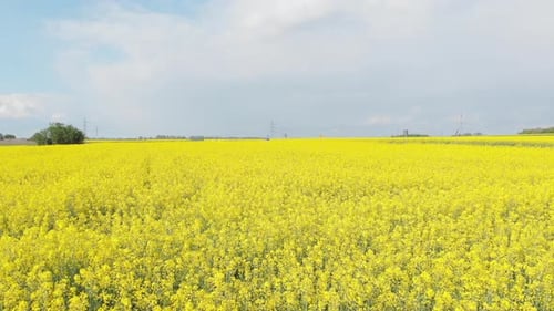 Aerial View of Vibrant Yellow Rapeseed Field