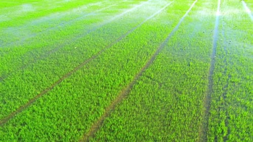 Aerial view of agriculture in rice sapling fields for cultivation