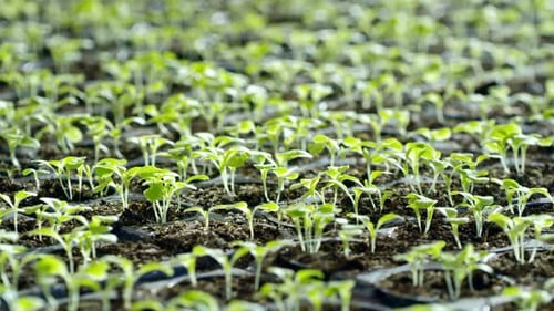Green Seedlings