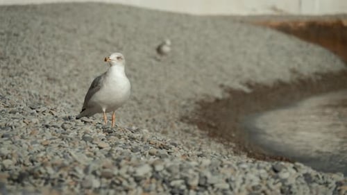 Mouette sur un rocher près de la mer dans la nature. La mouette est debout sur une pierre rocheuse.