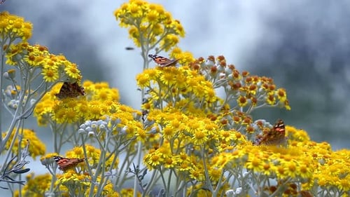 Butterfly Named Vanessa Cardui On Yellow Flowers