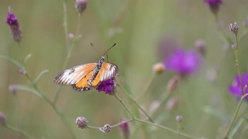 Butterfly on a purple clover