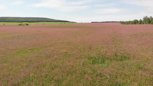 Blooming Buckwheat Field