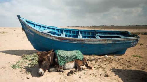 Donkey Napping Near Turquoise Boat on Beach